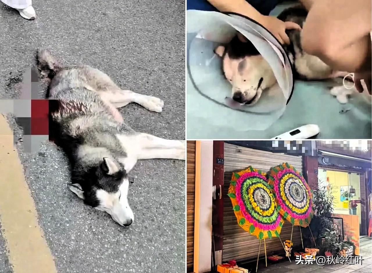 哈士奇把人咬伤，我没生气，男人把狗砍伤，我也没生气，结果狗子都被安乐了，主人还没