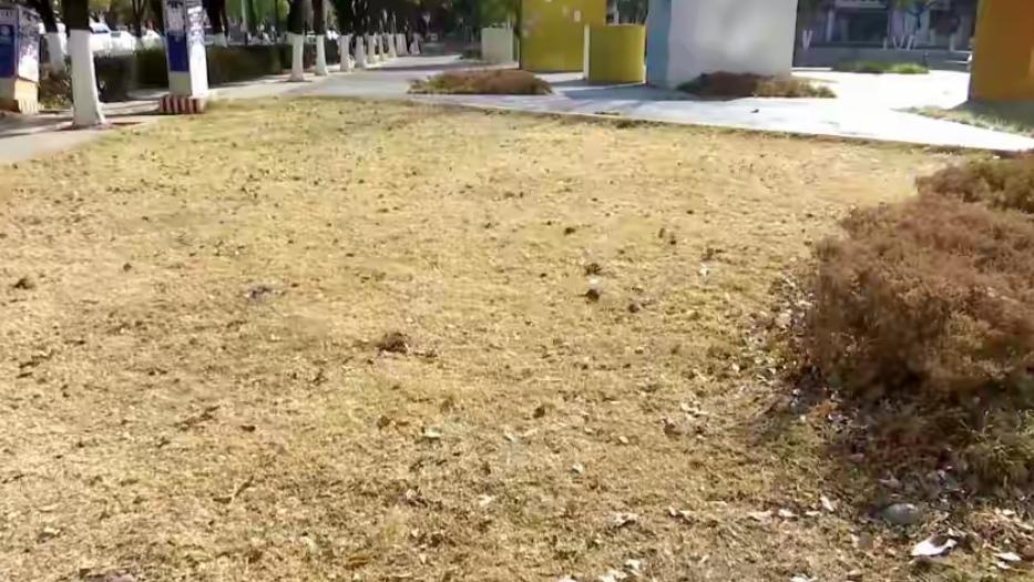 🔥昆明这个小游园怎么了？看完太心疼！昆明前旺路一小游园彻底“摆烂”！植被大面积