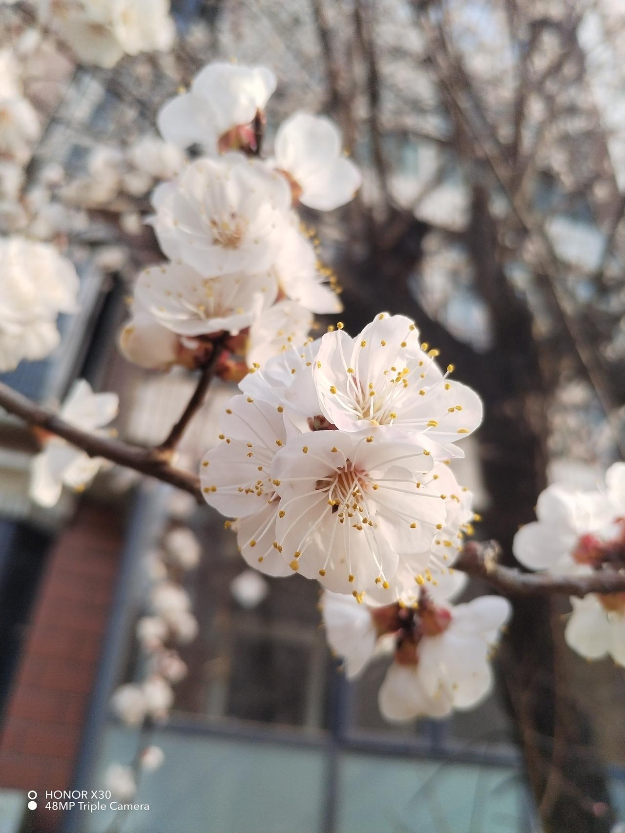春天花开季节，啥花最是美如画？