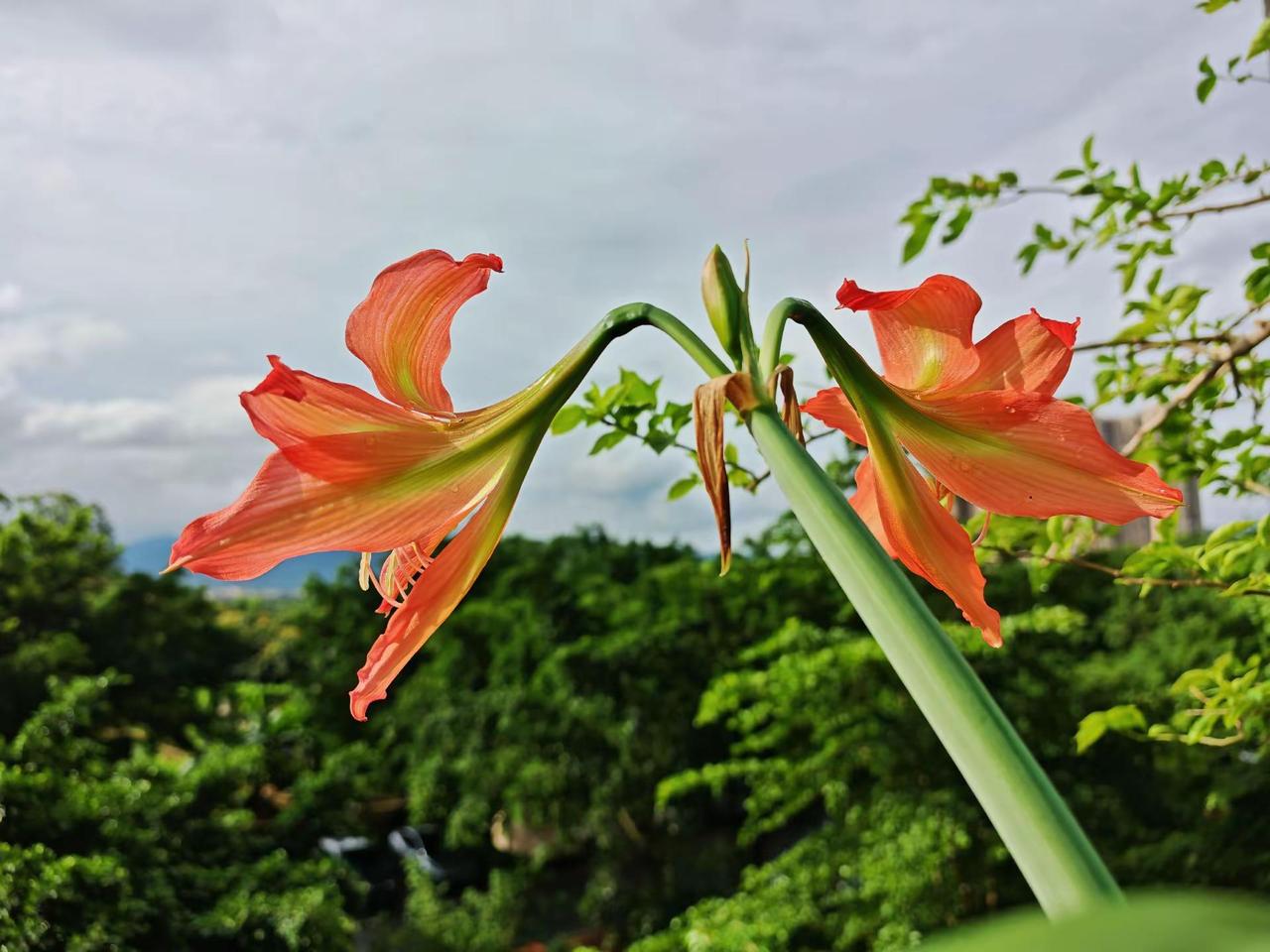 手机拍花分享与你欣赏