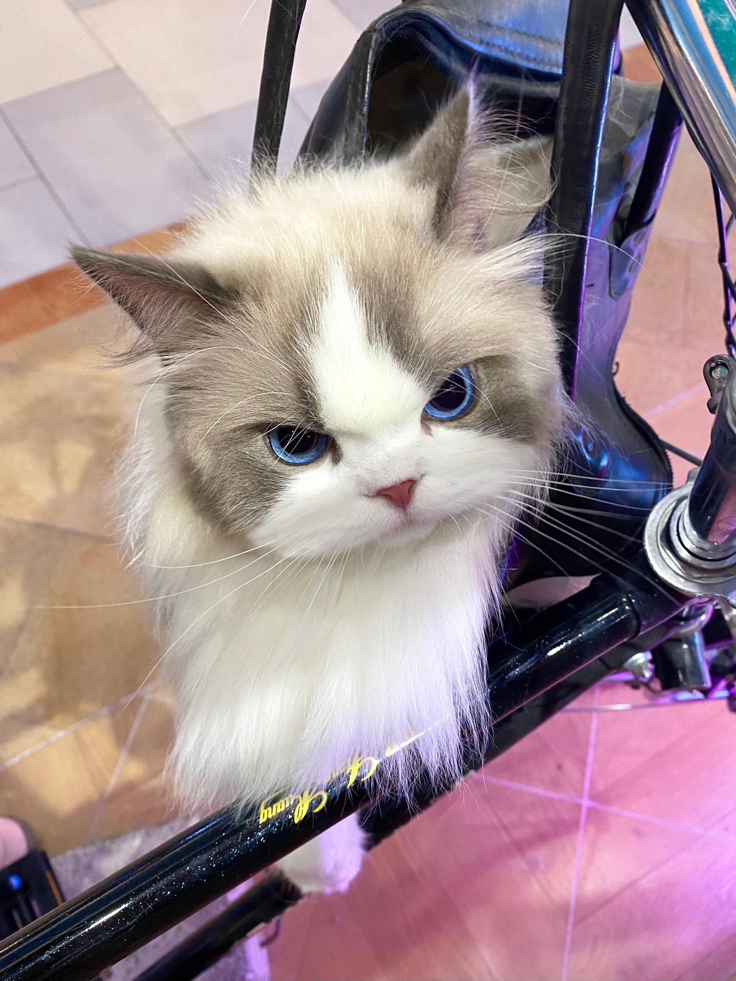 这样算不算超载啊！？六一快乐啦！今天米子超开心的