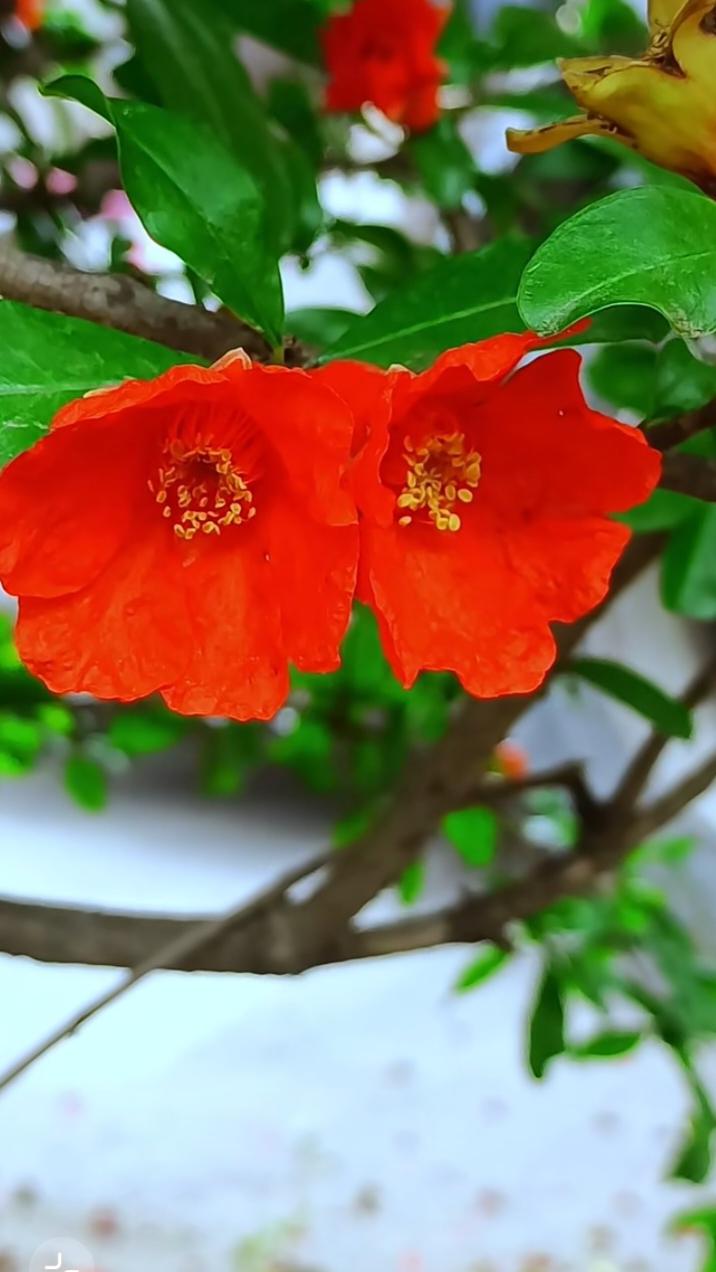 榴花灼灼满枝红，
烈焰缀枝头，迎风盛放，
一树烂漫染尽初夏芳华。风景 夏天