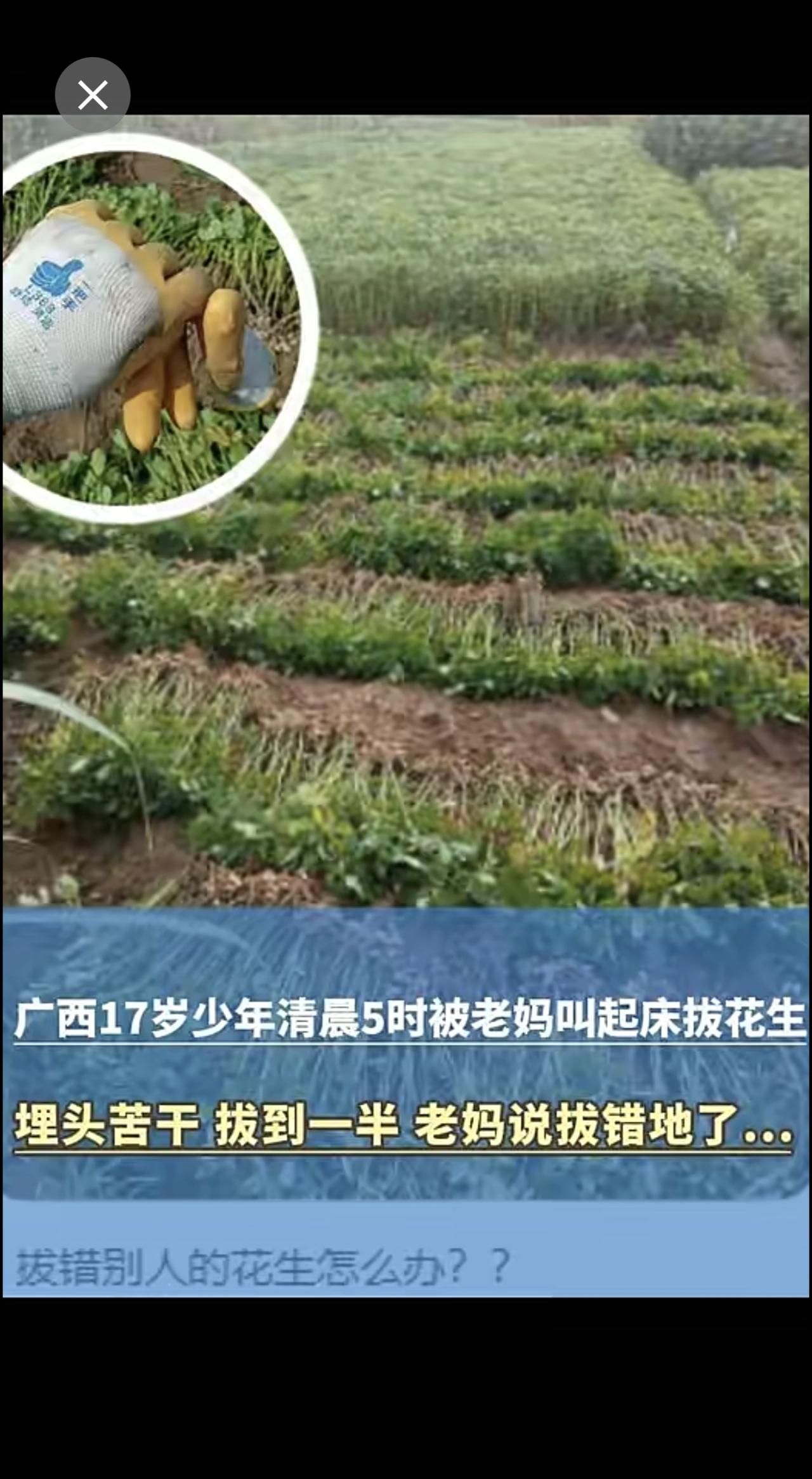 广西仔干农活 最“扎心”的事发生了 17岁少年清晨5时被老妈叫起床拔花生 埋头苦
