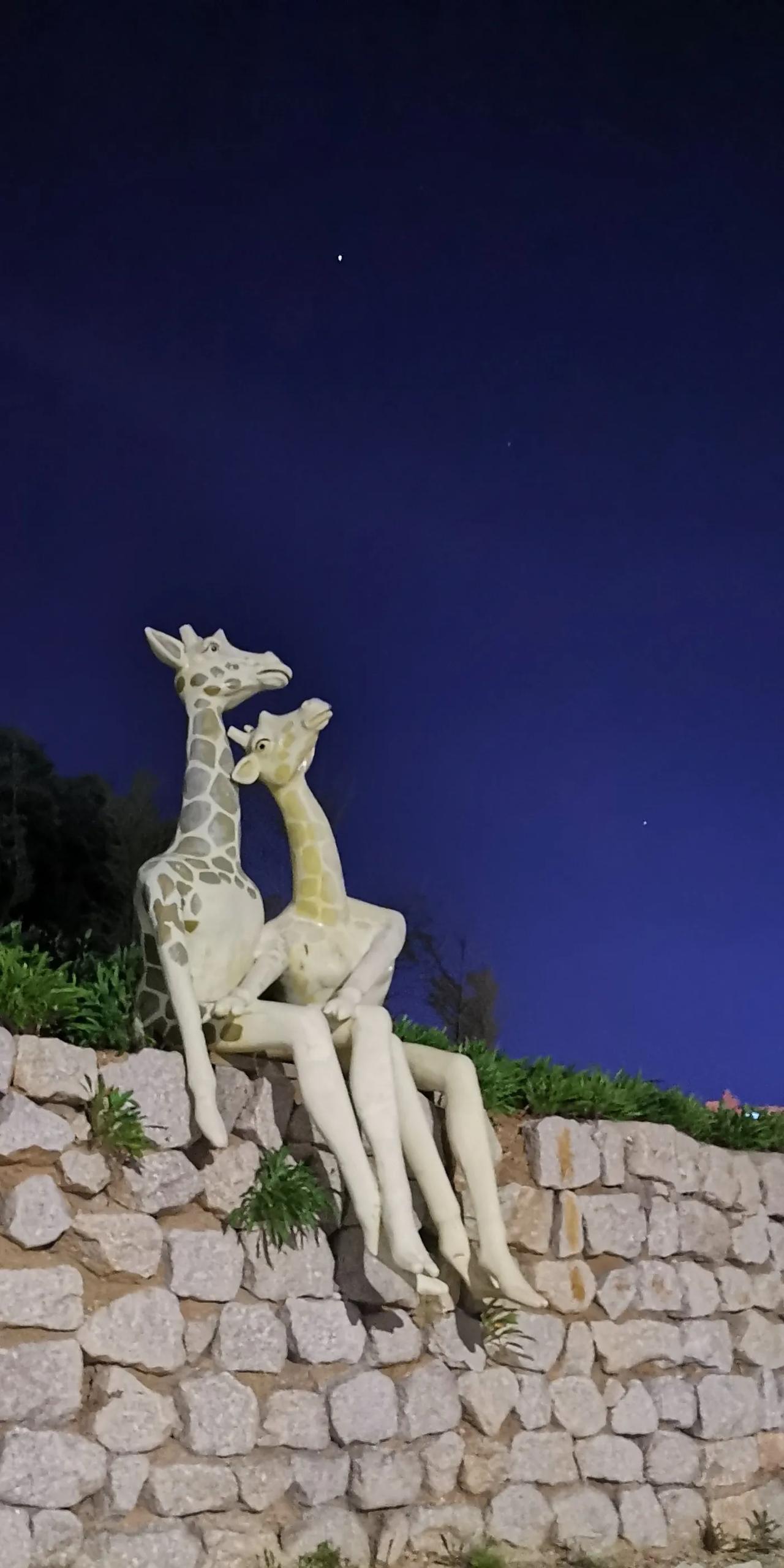 没想到，长颈鹿谈恋爱也喜欢谈天说地看星星。不过，今夜天上的星星真是明亮！