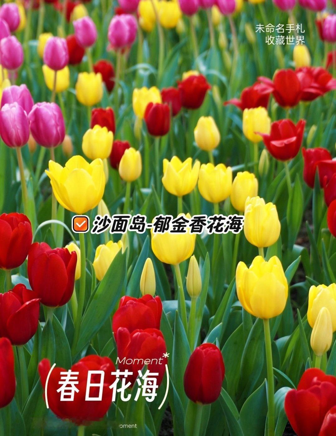 🌷广州沙面岛郁金香花海，春日拍照指南
📍广州 沙面岛-郁金香花海
📍具体位