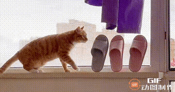 图一：猫咪想挨打的决心，看起来可不小啊。
图二：看见了没有，遇见顶级闪现，什么都