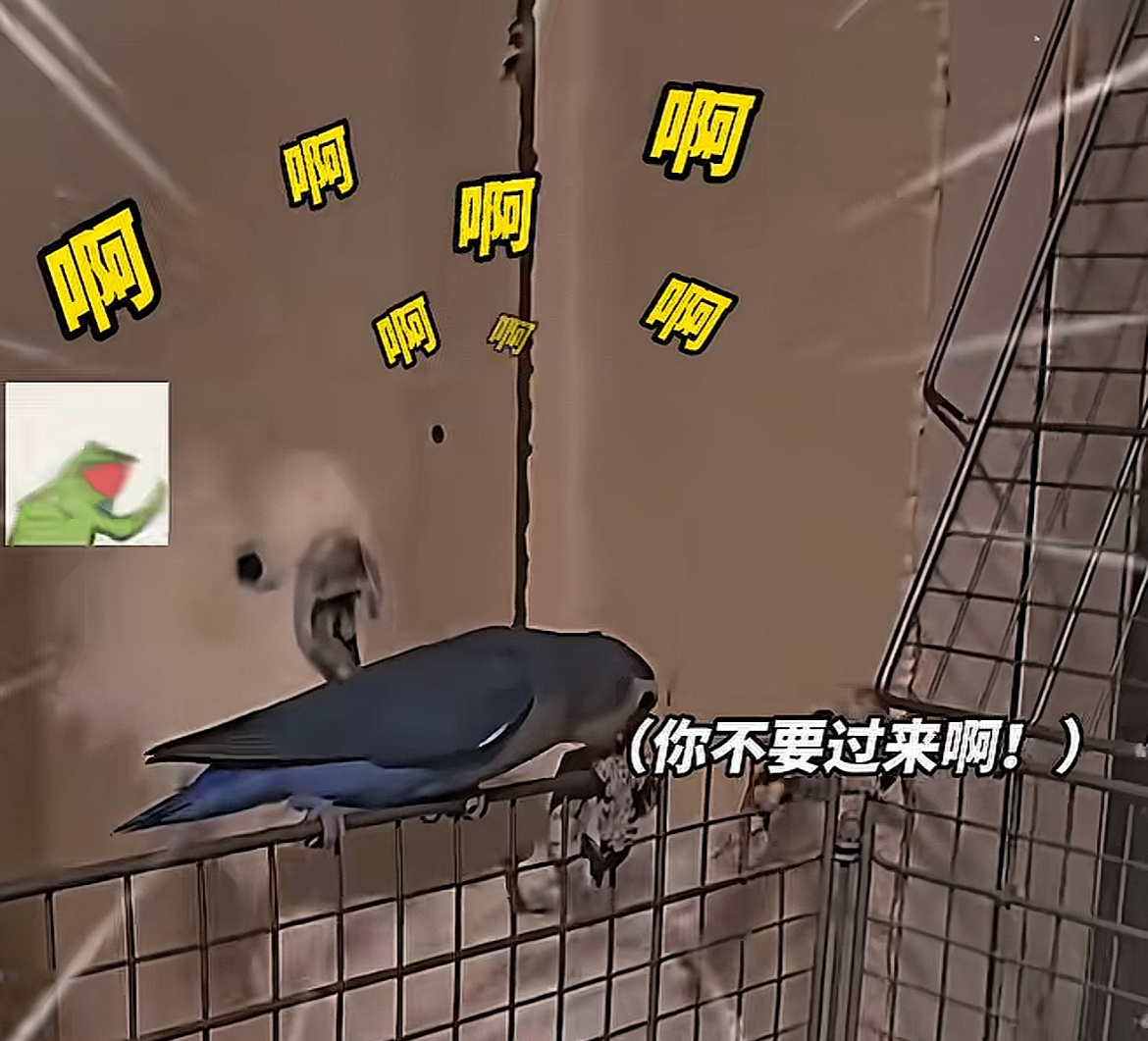 你的两百正在攻击你的两万有人好奇为什么这么害怕？那老峨眉山的猴子跑过来了，你能不