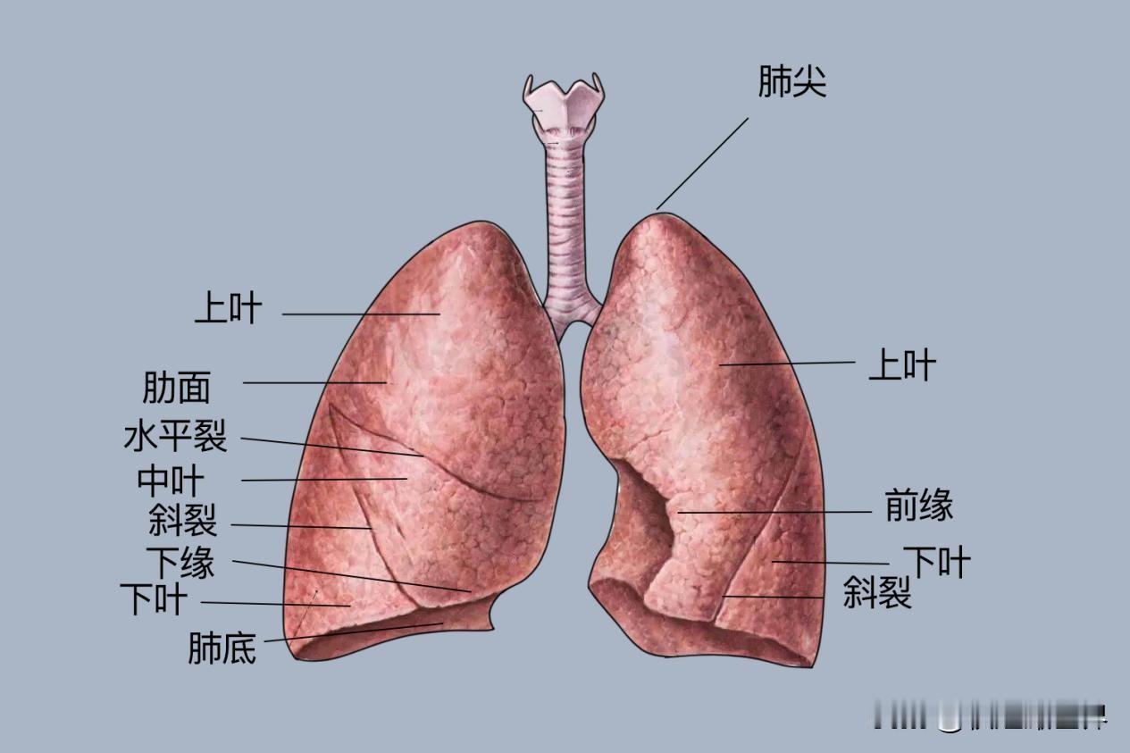 肺的位置与作用
一、肺的位置
肺位于胸腔内，左右各一，分居心脏两侧；
- 上方：