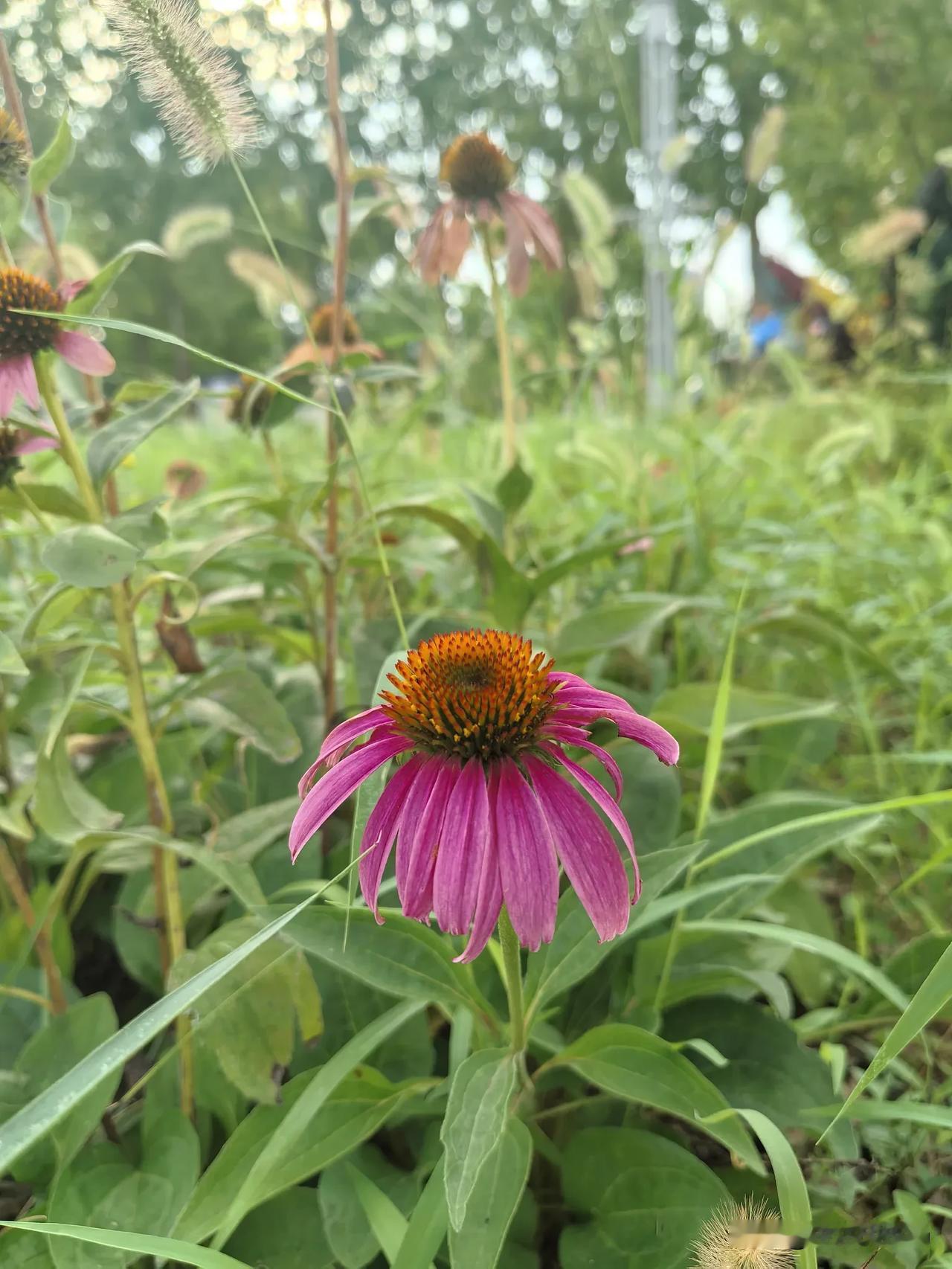 分享一张你拍的花，什么花都行清新脱雅