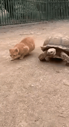 哈哈哈！
看一次笑一次
这小猫是有多无聊
竟然跟着乌龟学走路
是要准备去和兔子赛