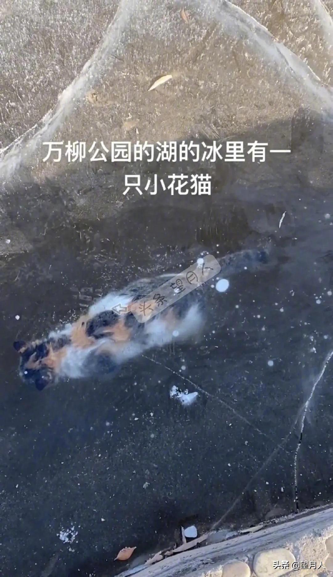 哎！小猫被冻死在湖里，真是太可怜了。今天，有河北张家口的网友爆料，她在公园湖水的