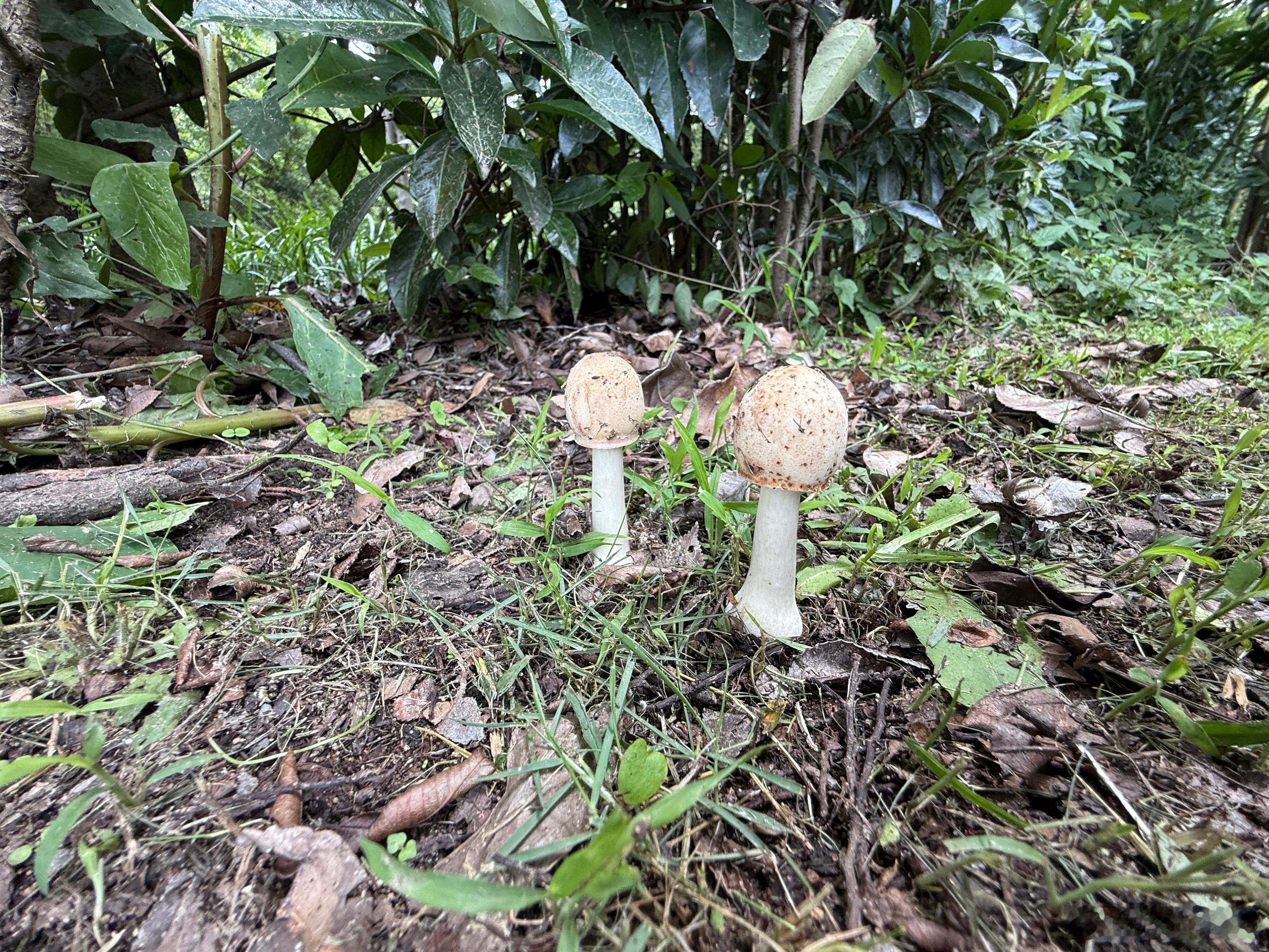 有没有经常吃蘑菇的朋友，这种蘑菇吃完了说话会带字幕不？ ​​​