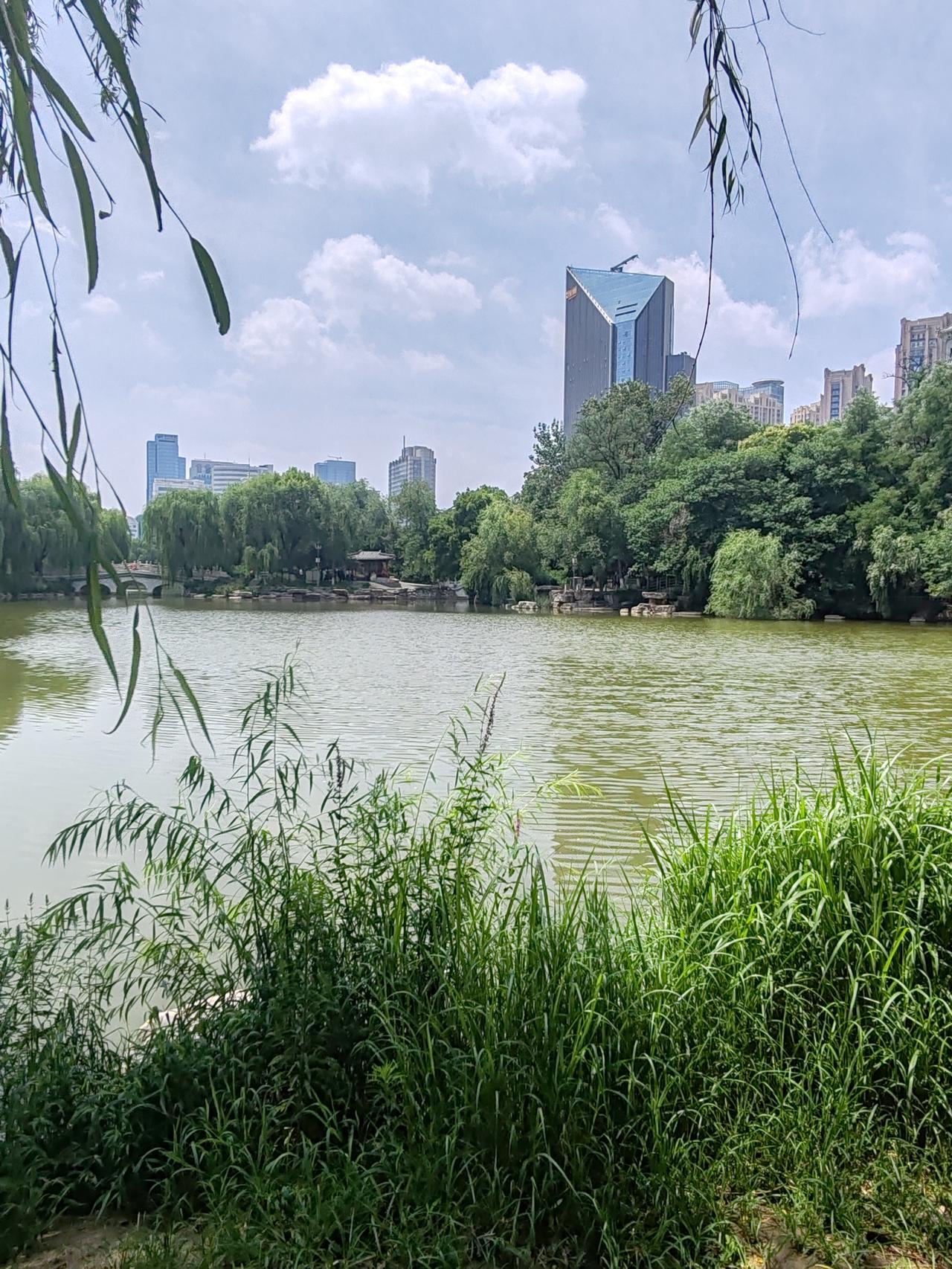 晒图笔记大赛《夏湖》一湖碧水一湖云，草色青青柳风飞。斑鸠信步沙堤岸，荷花艳艳色诱