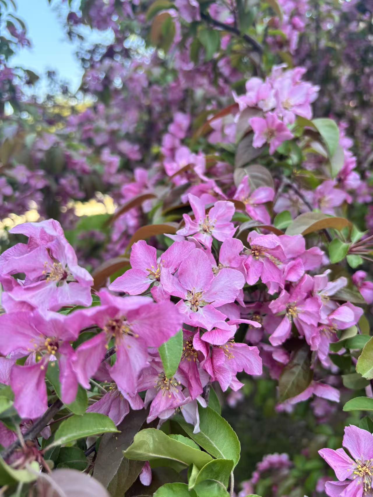 晒图笔记大赛好看的花，沁人心肺