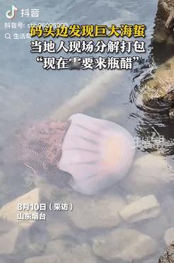 “XXXXXL的巨型海蜇！”近日，山东烟台，一群游客在海边玩耍时，意外看到了一只
