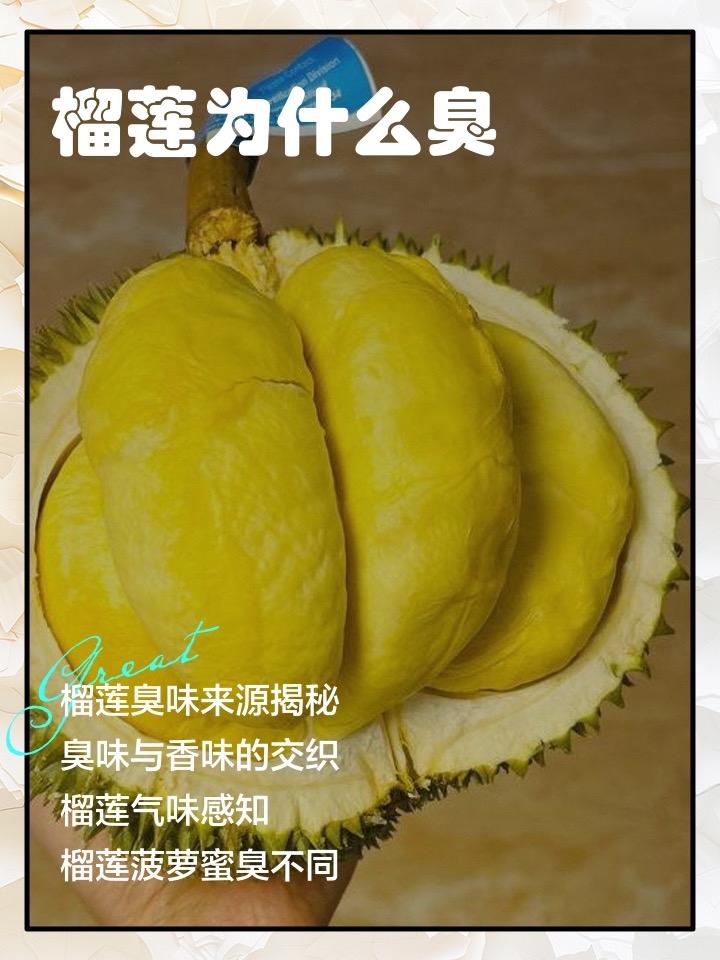 榴莲为啥又臭又难剥？看完这篇，你才懂它的“生存心机”

你有没有想过，水果界最“