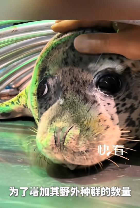 “万物皆有灵！”近日，辽宁大连，一男子是饲养员，当自己养的海豹即将放生回大海时，