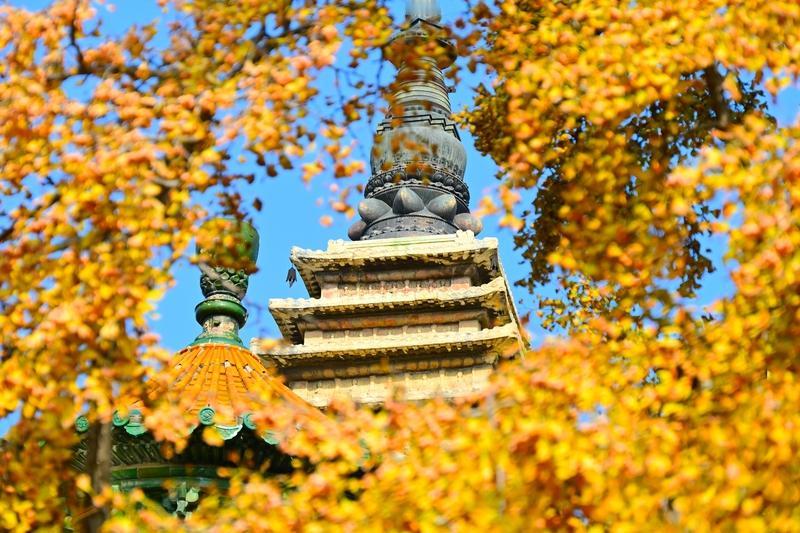 今天看到一位75岁橙友在橙柿广场分享的小区秋色照，简直美翻了！这张照片是11月2