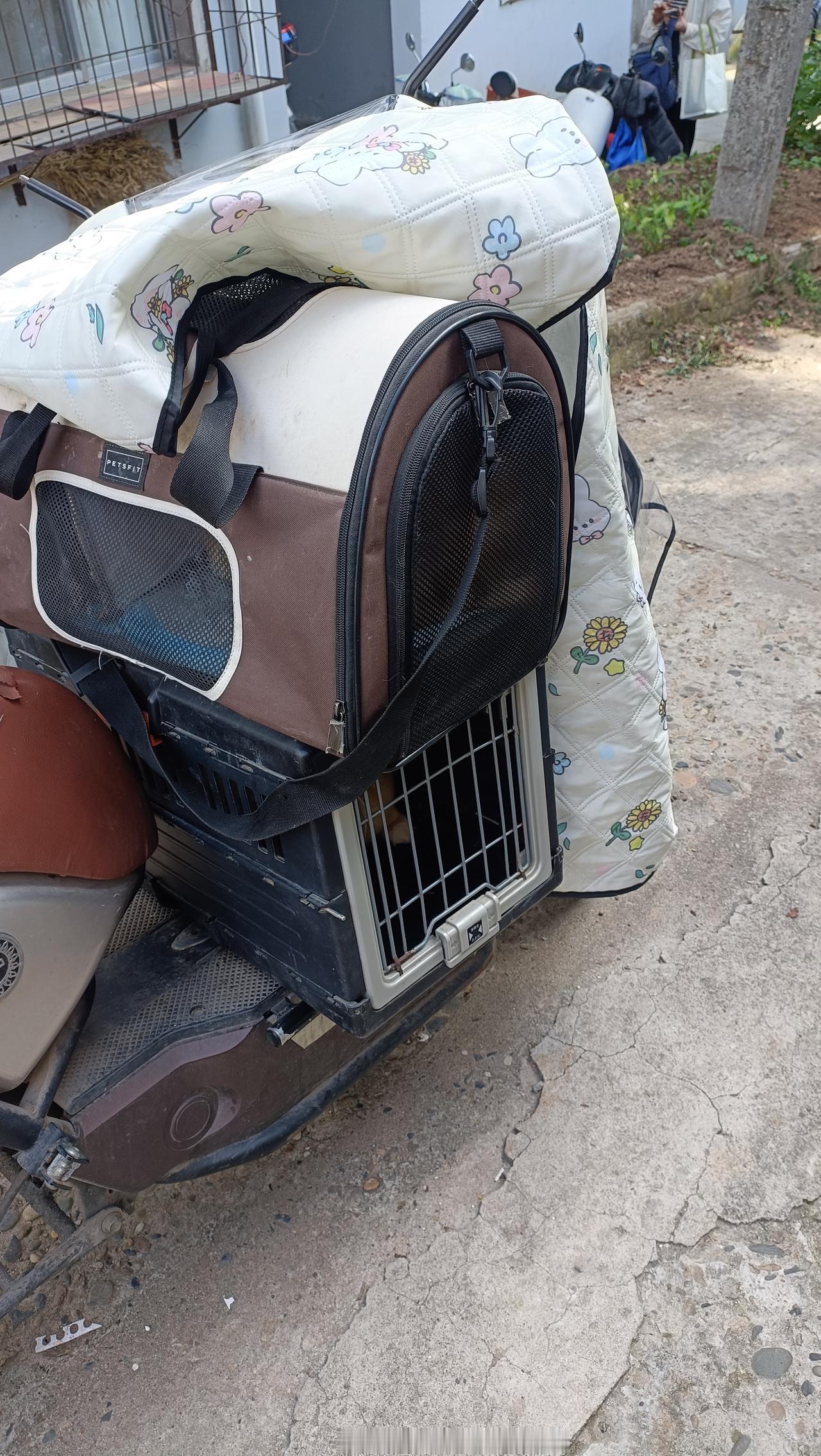 今天下午带四只小橘公猫去拆线，伤口愈合良好，终于不用戴防舔圈了。一回到家，小家伙