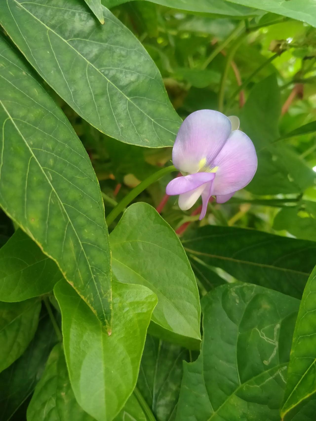 #我的今日感悟#在人间烟火的斑斓中，细细品味生活的韵味，悠然欣赏岁月的悠长。 生