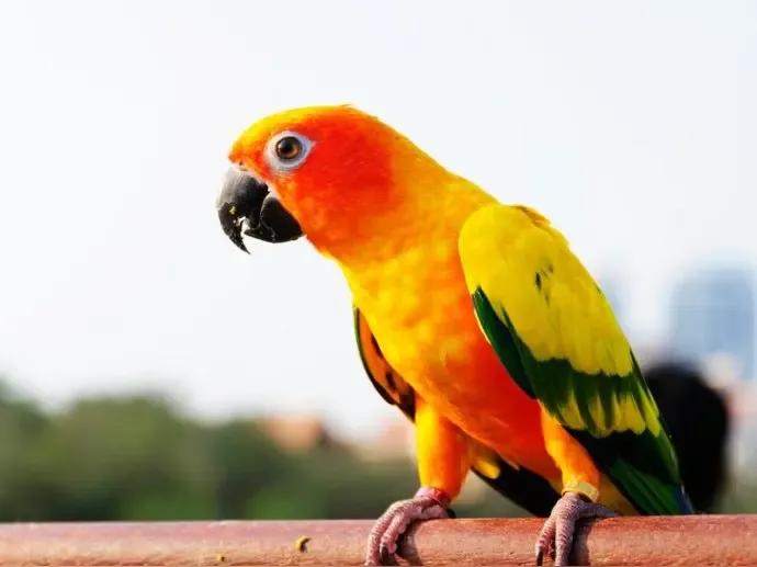 别活得像只鹦鹉，整天囚在没关笼门的笼子里向往自由，明明自己有双可以飞翔的翅膀，却