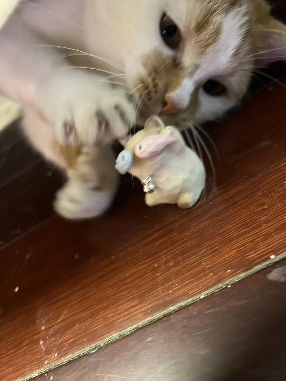 五个宝宝集体营业卖货为断腿小咪赚医药费