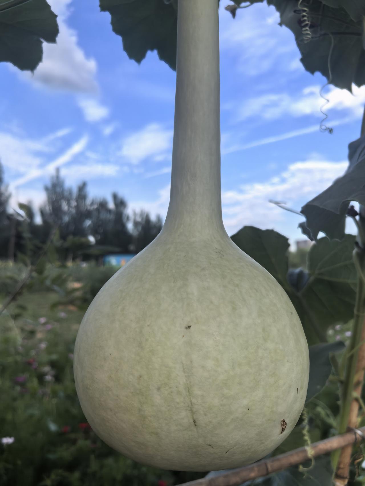 今日，在龙城大街东延附近的一片场地里，发现了这种奇怪的植物。
请问认识这是什么吗