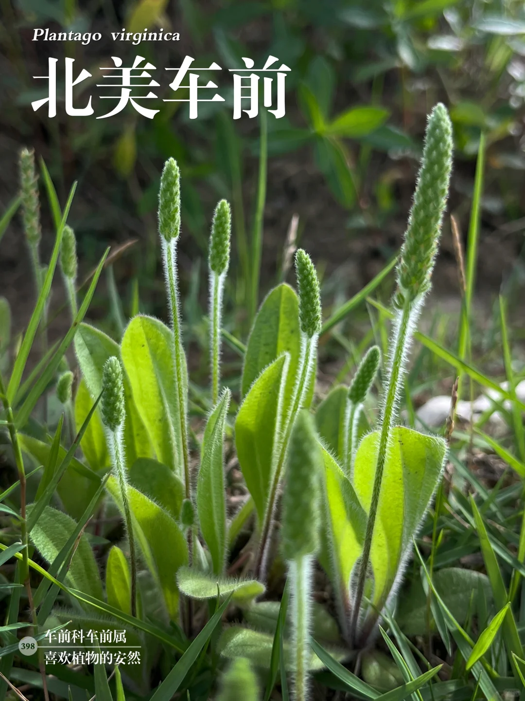 福州植物打标398｜北美车前