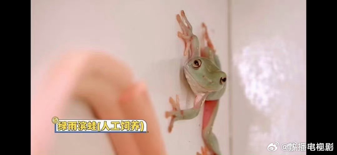 翟潇闻不语只是一味地捡球恐怖箱捡球挑战，真的又怂又勇敢！明明超害怕还坚持迎难而上