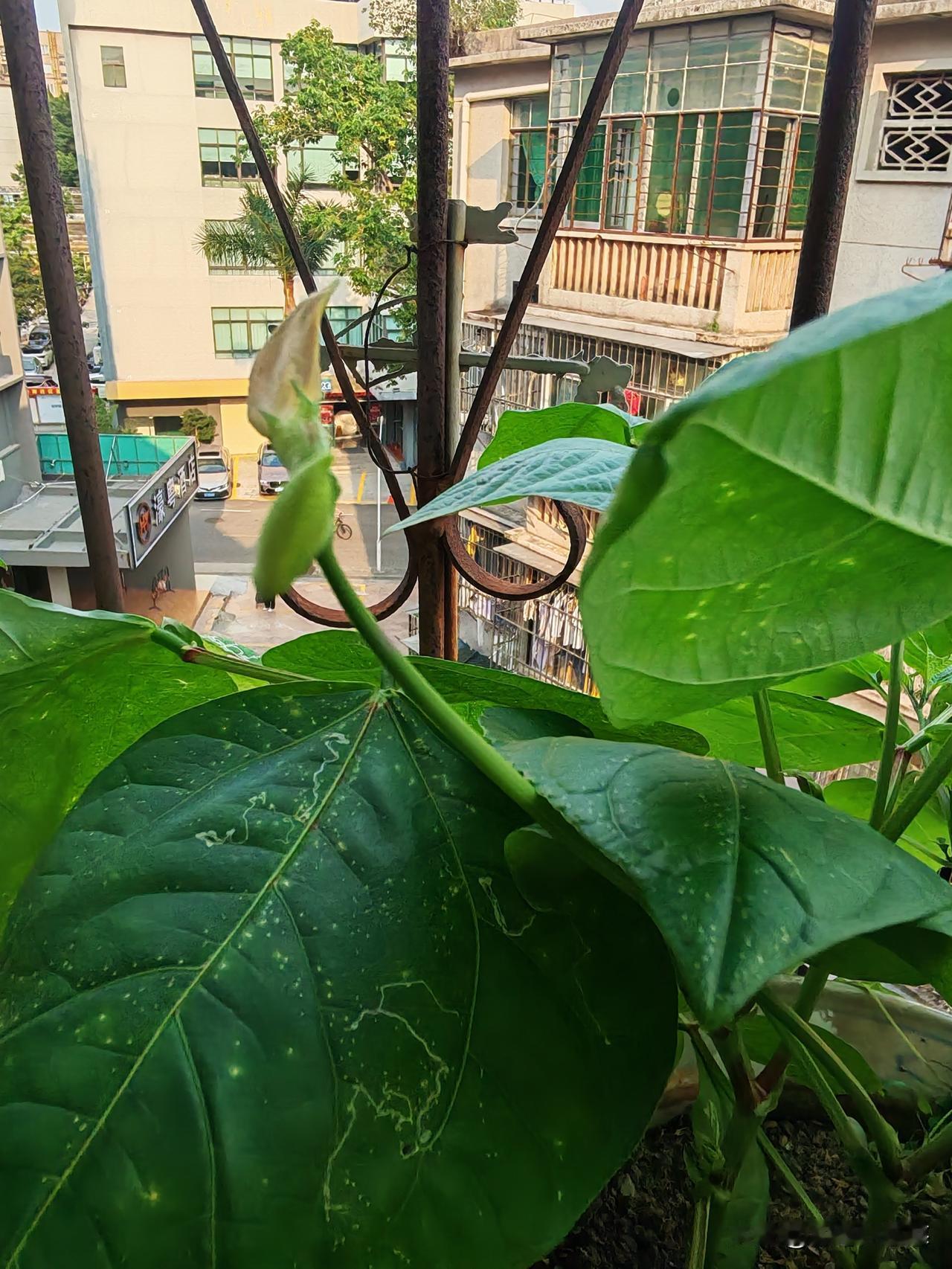 终于让我看到了惊喜，圣女果结果了，就三个，青的，也高兴，只要有结果，说明就成功了