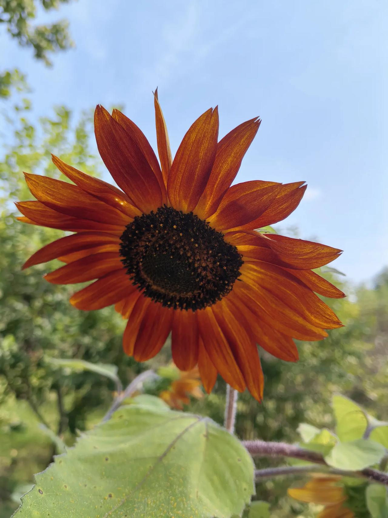 红色的向日葵
向日葵🌻大多是金黄色的可这种暗红色的向日葵我还是第一次看到，不知