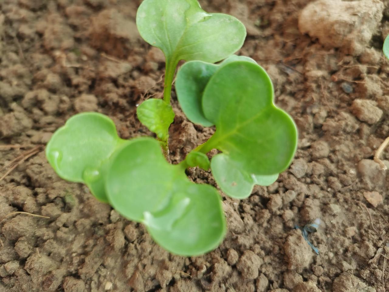 你知道辣萝卜啥时候种不糠心吗？欢迎在评论区讨论