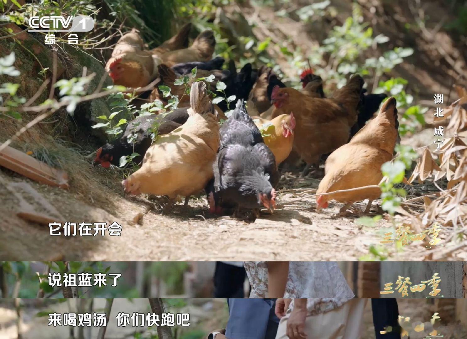#王祖蓝化身追鸡小能手#  王祖蓝化身“追鸡”小能手！看着就好累啊，这这鸡是怎么