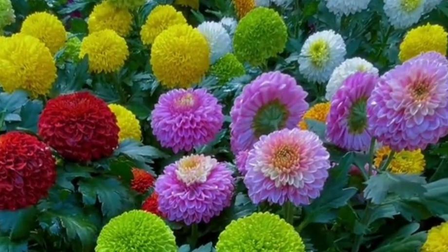 最近看了好多拍摄鲜花的视频，然后学会了自己制作非常的开心。