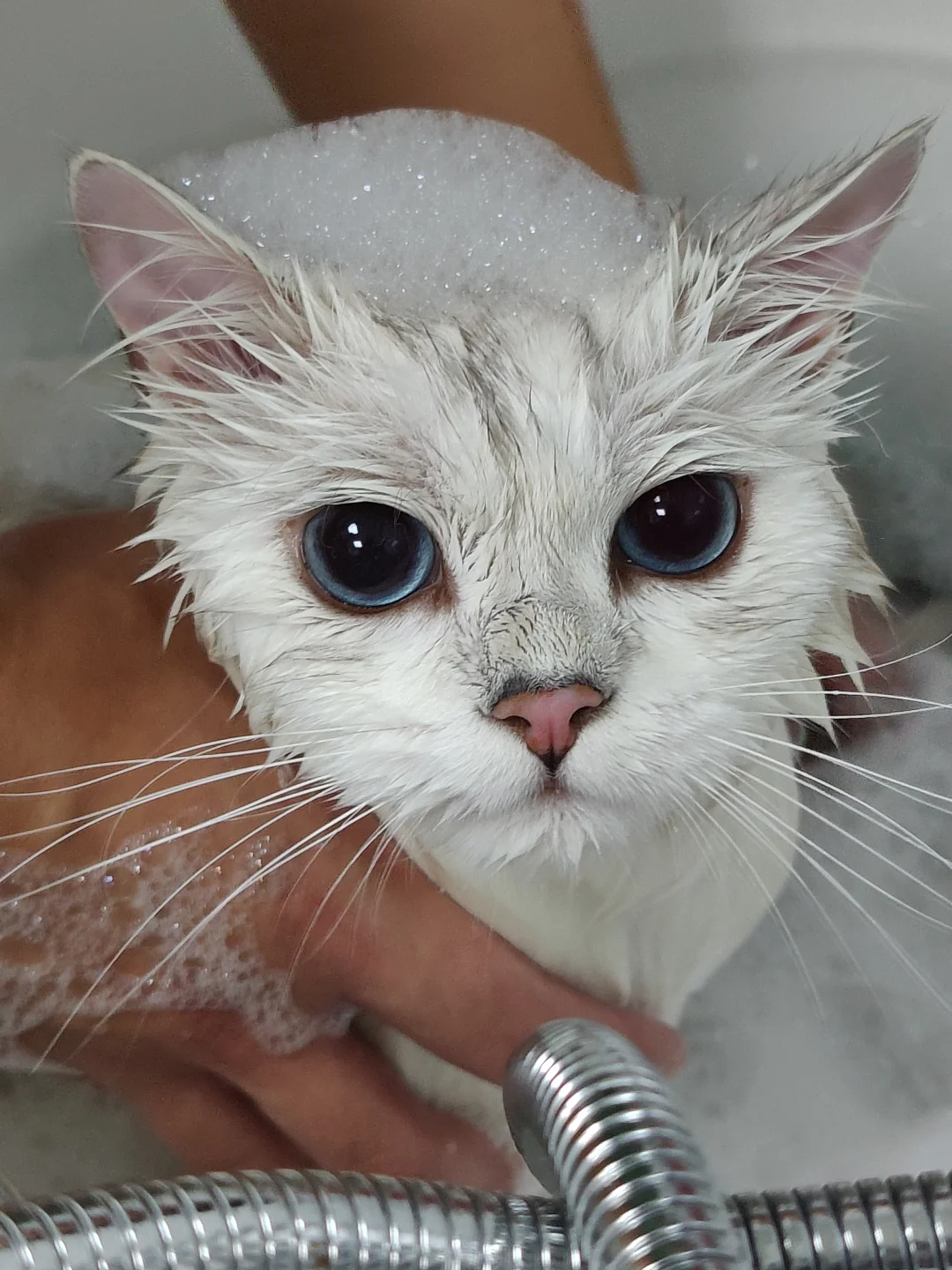 小猫洗澡就像打开了美图秀秀