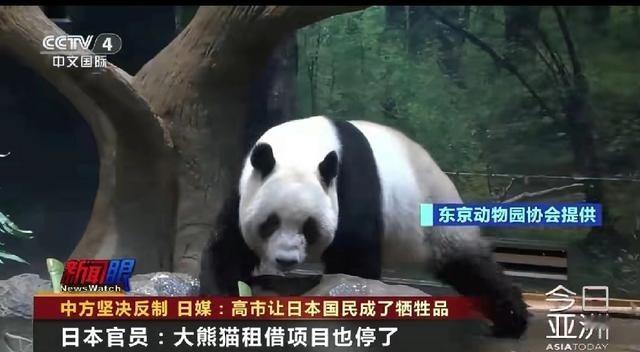日本也没想到，撤侨没有开始，先把大熊猫要回来

现在的情况，日本境内的两只大熊猫
