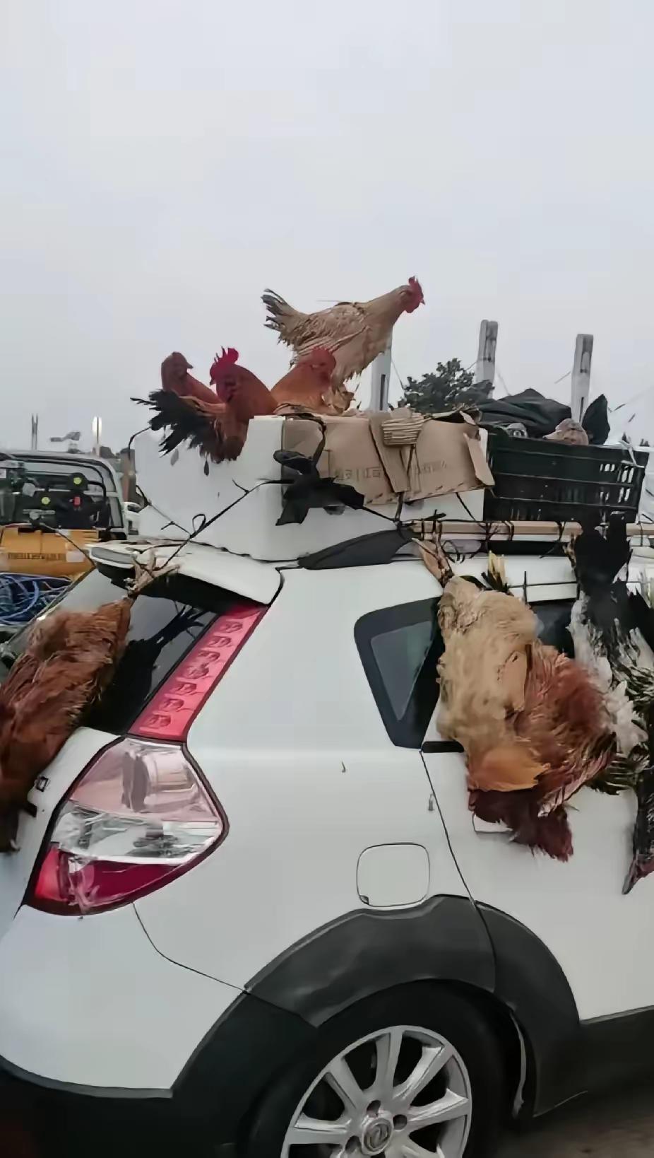 为什么一辆豪华宝马车会顶着21只鸡鸭鹅踏上返程之路？这背后藏着怎样的亲情故事？