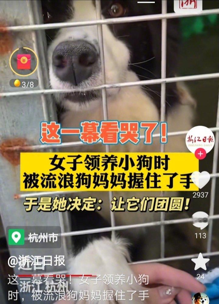两个月前杭州的牛女士到流浪狗基地领养小狗时，被小狗妈妈拉住了手，牛女士心里很难过