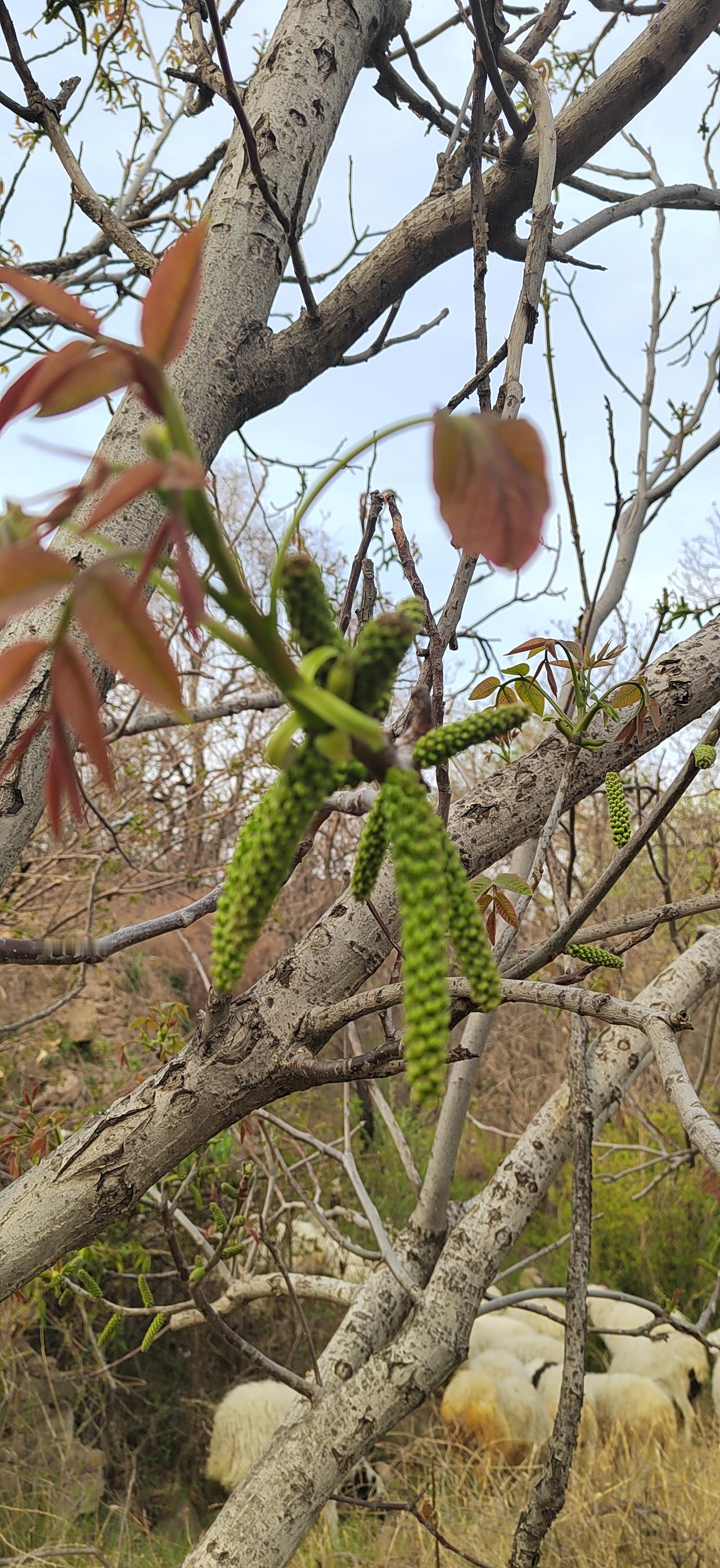山桃初醒，核花垂枝。
一芽新绿，半盏春鲜。