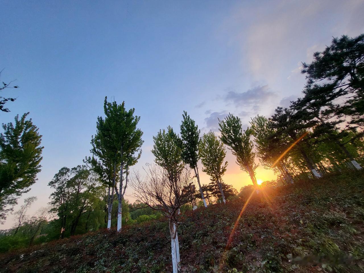 随手一拍风景照。晚霞烧起来的时候，那些树，像举着一把沉默的火。半边叶子镀了金，半