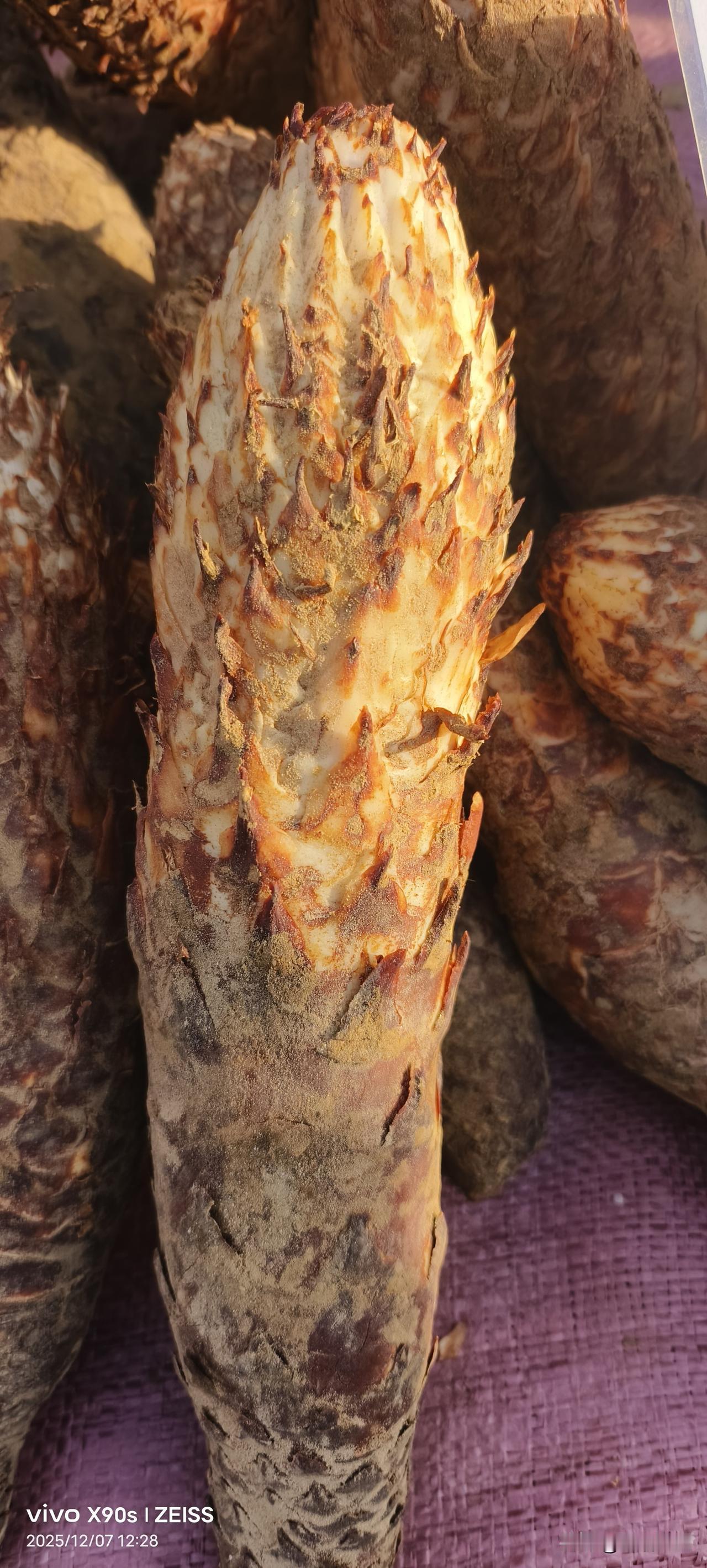 新疆的肉苁蓉大丰收，个大肥美，炖肉可是大补。这应该是塔克拉玛干沙漠的特产吧？今早