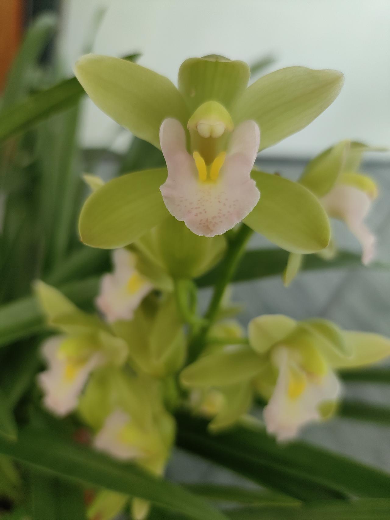 有没有漂亮的花朵图片吗