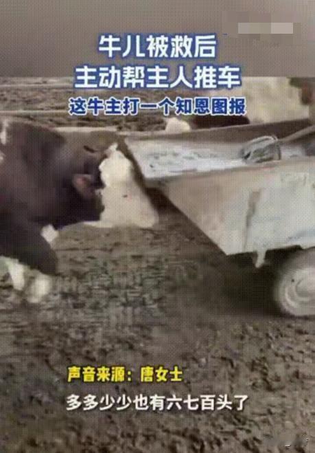 “解释不清了”
安徽一养牛户养了600多头牛
但其中有一头牛比较特殊
每次女主人