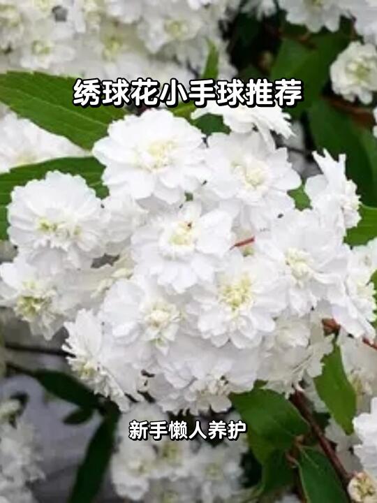 🌼夏日必备！耐热绣球花🌸