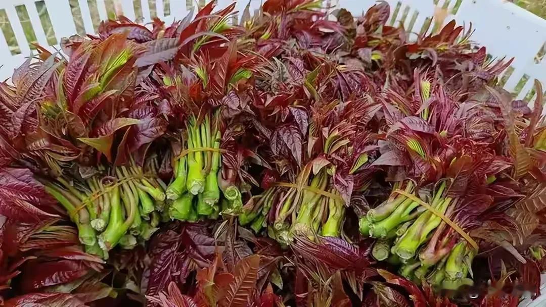 春暖花开，不光菜园里的蔬菜长得绿油油的；田间地头的野菜也长得水灵灵的。
    