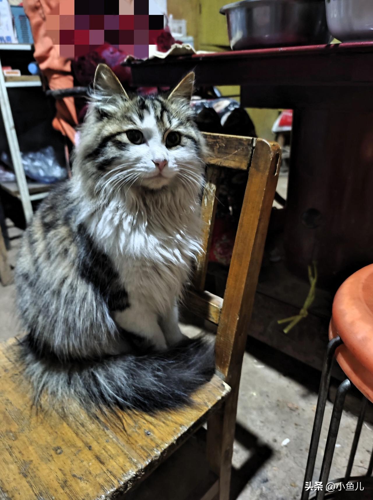 俺家猫成精了！抢俺的椅子还一脸理直气壮😼

这只霸占我椅子的“小祖宗”，是俺家