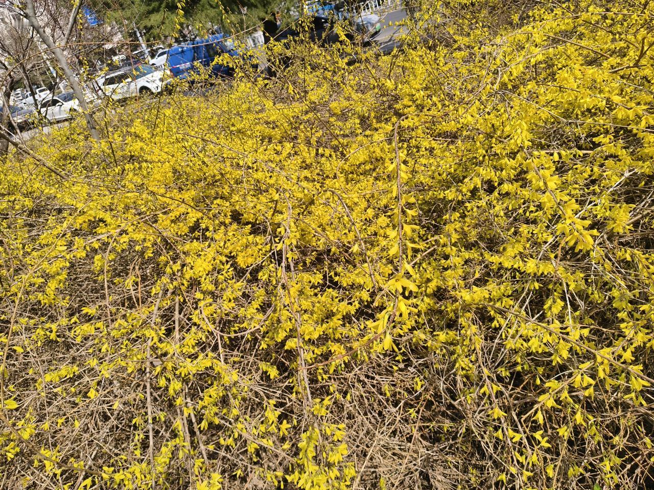 花开又一年