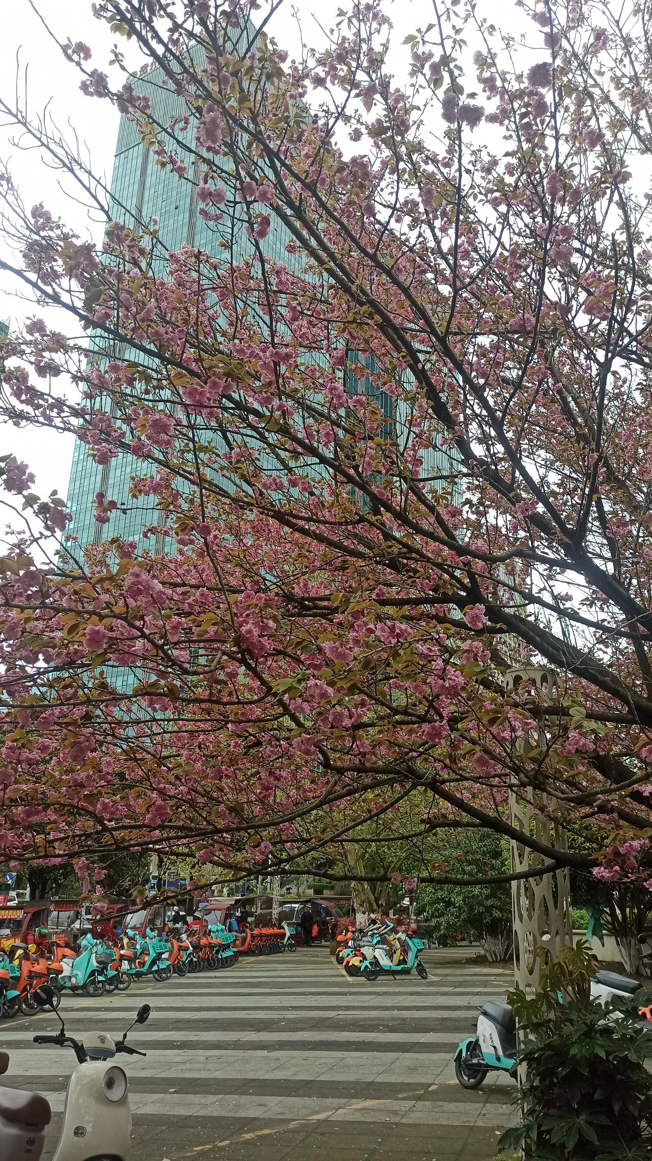 偶然发现今年的樱花开了两次了，不知是不是往年没注意观察。看到这幕，再看看如今的自