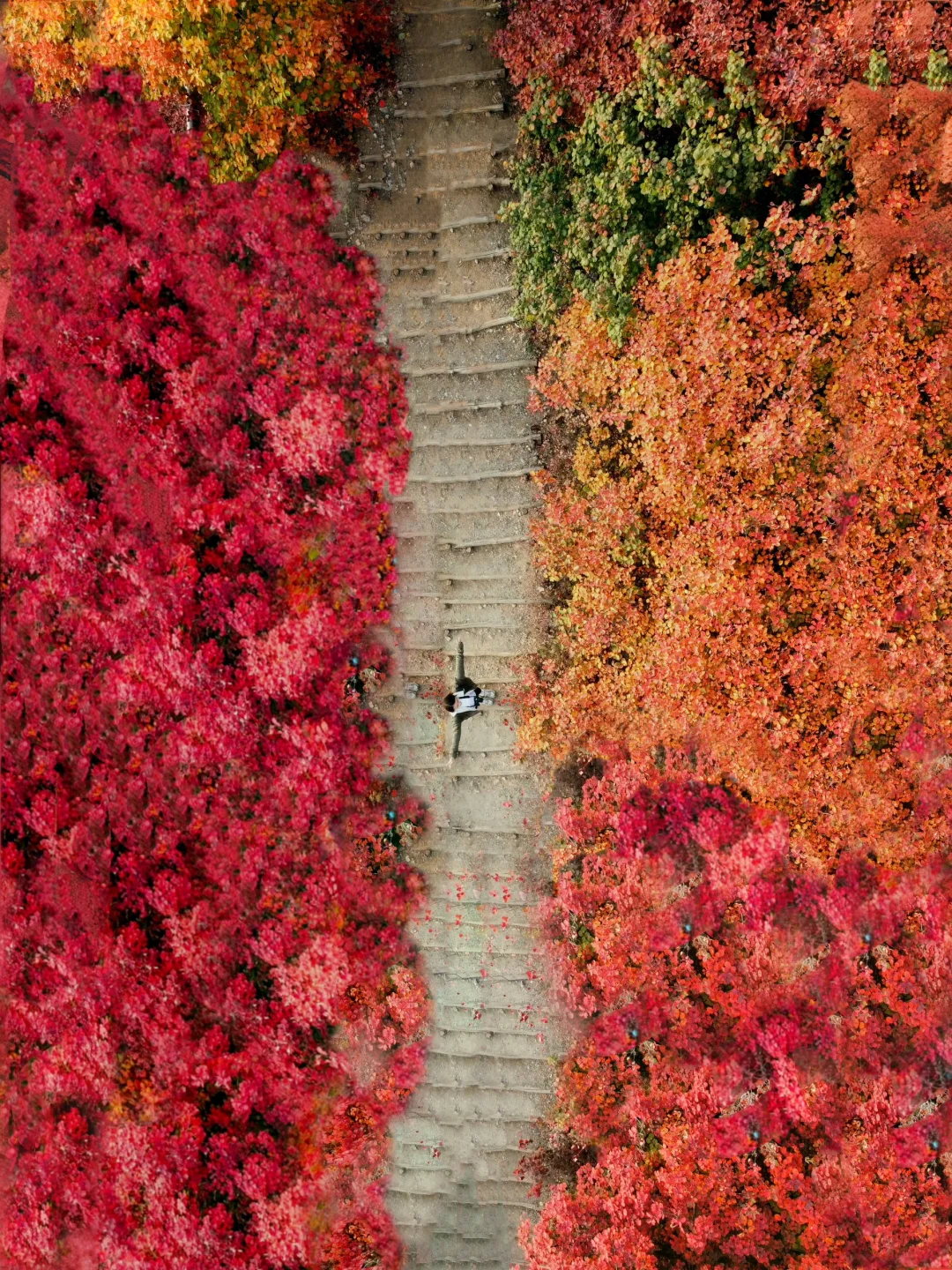 秋日浓度播报‼️这座山怕是打翻了颜料盘🎨