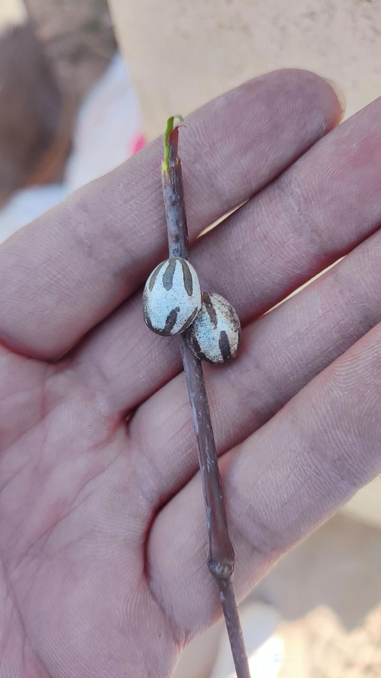 万能的抖音，枣树上这个东西叫什么，听说是中药，是真的吗